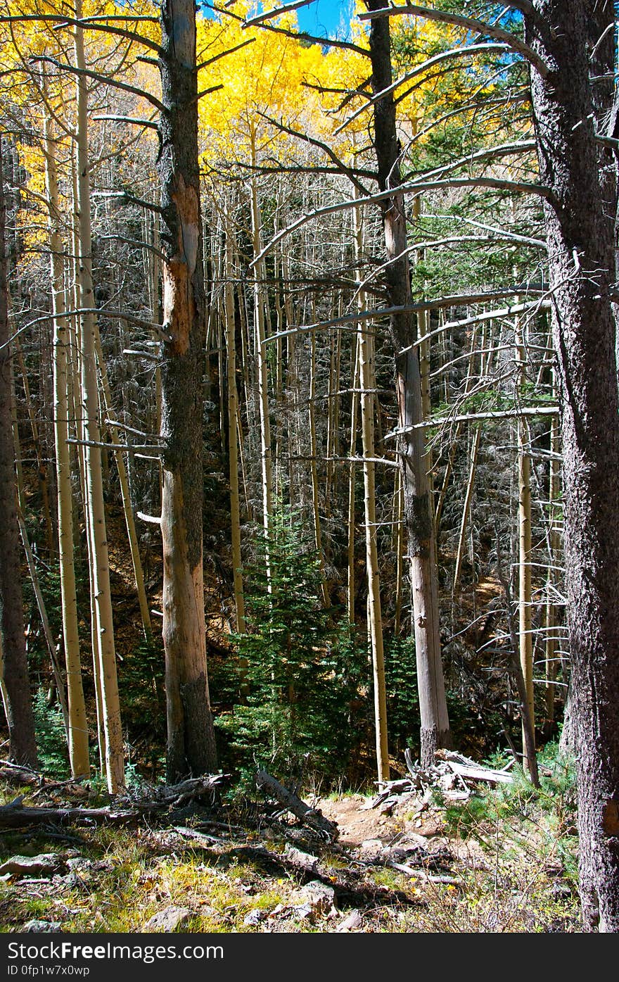 Autumn hike of the Bear Jaw, Waterline, and Abineau Trails Loop on the northern side of Flagstaff&#x27;s San Francisco Peaks. Autumn hike of the Bear Jaw, Waterline, and Abineau Trails Loop on the northern side of Flagstaff&#x27;s San Francisco Peaks.