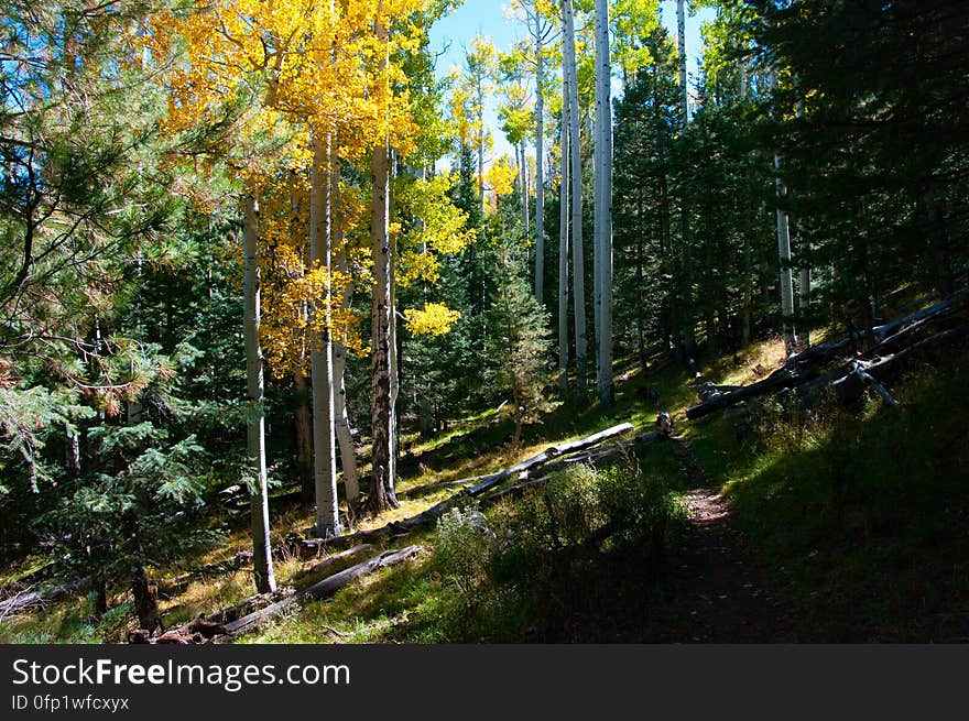 Autumn hike of the Bear Jaw, Waterline, and Abineau Trails Loop on the northern side of Flagstaff&#x27;s San Francisco Peaks. Autumn hike of the Bear Jaw, Waterline, and Abineau Trails Loop on the northern side of Flagstaff&#x27;s San Francisco Peaks.