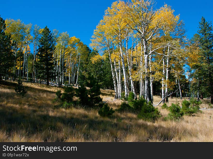 Autumn hike of the Bear Jaw, Waterline, and Abineau Trails Loop on the northern side of Flagstaff&#x27;s San Francisco Peaks. Autumn hike of the Bear Jaw, Waterline, and Abineau Trails Loop on the northern side of Flagstaff&#x27;s San Francisco Peaks.