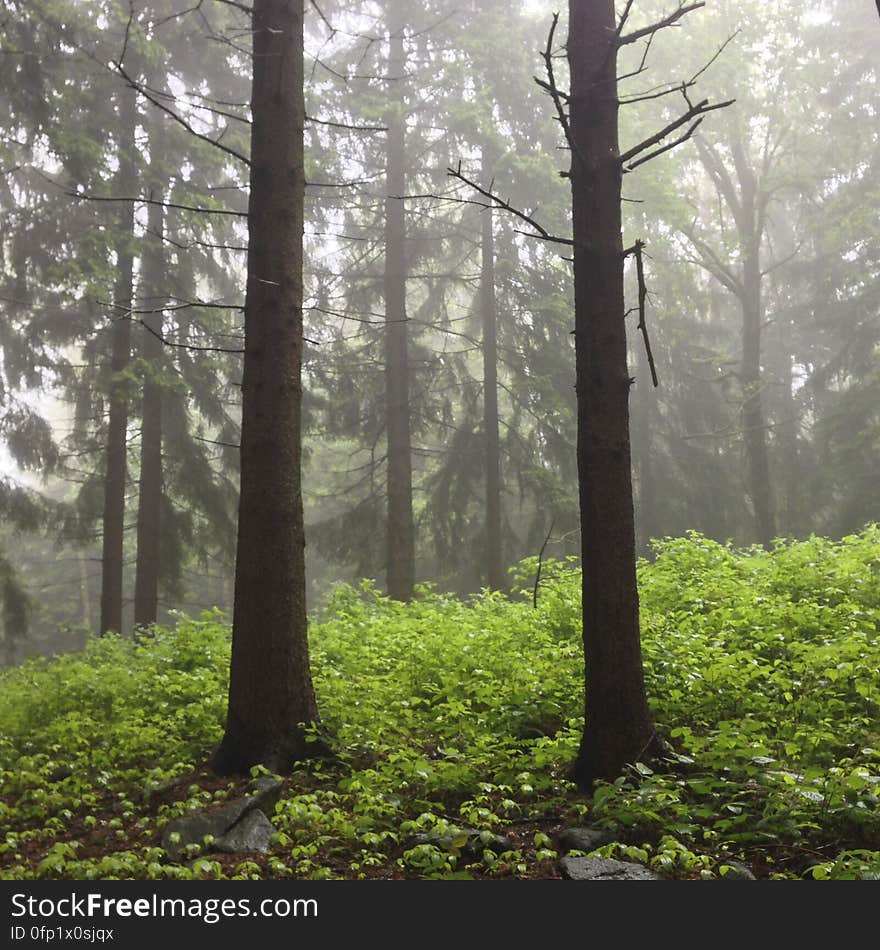 Forest in mist