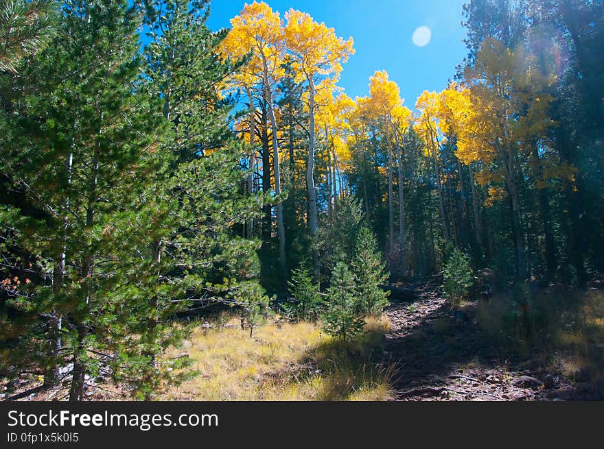 Autumn hike of the Bear Jaw, Waterline, and Abineau Trails Loop on the northern side of Flagstaff&#x27;s San Francisco Peaks. Autumn hike of the Bear Jaw, Waterline, and Abineau Trails Loop on the northern side of Flagstaff&#x27;s San Francisco Peaks.