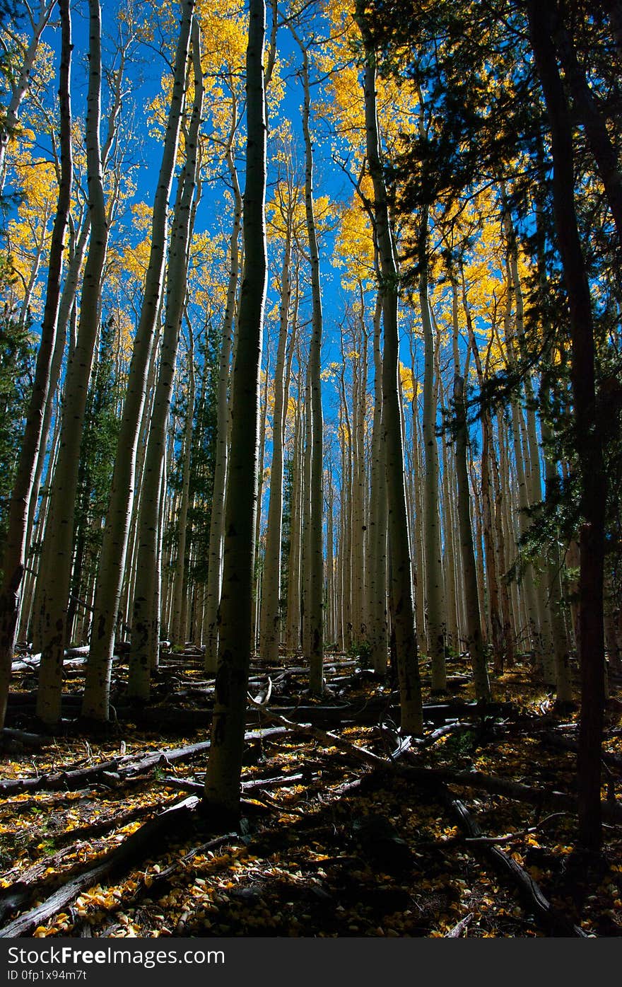 Autumn hike of the Bear Jaw, Waterline, and Abineau Trails Loop on the northern side of Flagstaff&#x27;s San Francisco Peaks. Autumn hike of the Bear Jaw, Waterline, and Abineau Trails Loop on the northern side of Flagstaff&#x27;s San Francisco Peaks.