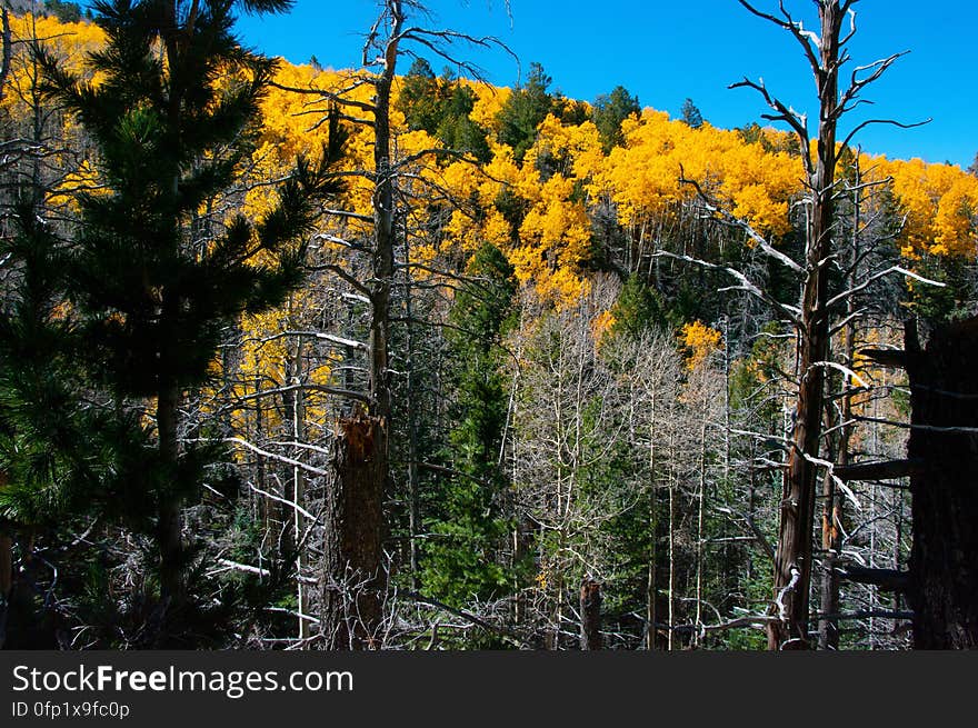 Autumn hike of the Bear Jaw, Waterline, and Abineau Trails Loop on the northern side of Flagstaff&#x27;s San Francisco Peaks. Autumn hike of the Bear Jaw, Waterline, and Abineau Trails Loop on the northern side of Flagstaff&#x27;s San Francisco Peaks.