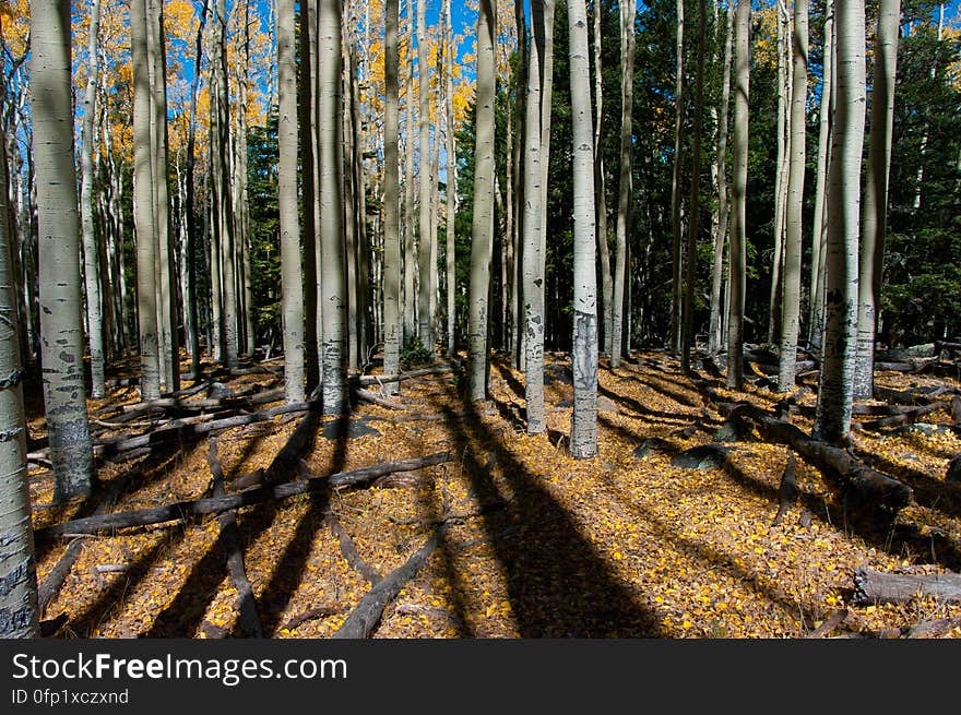 Autumn hike of the Bear Jaw, Waterline, and Abineau Trails Loop on the northern side of Flagstaff&#x27;s San Francisco Peaks. Autumn hike of the Bear Jaw, Waterline, and Abineau Trails Loop on the northern side of Flagstaff&#x27;s San Francisco Peaks.