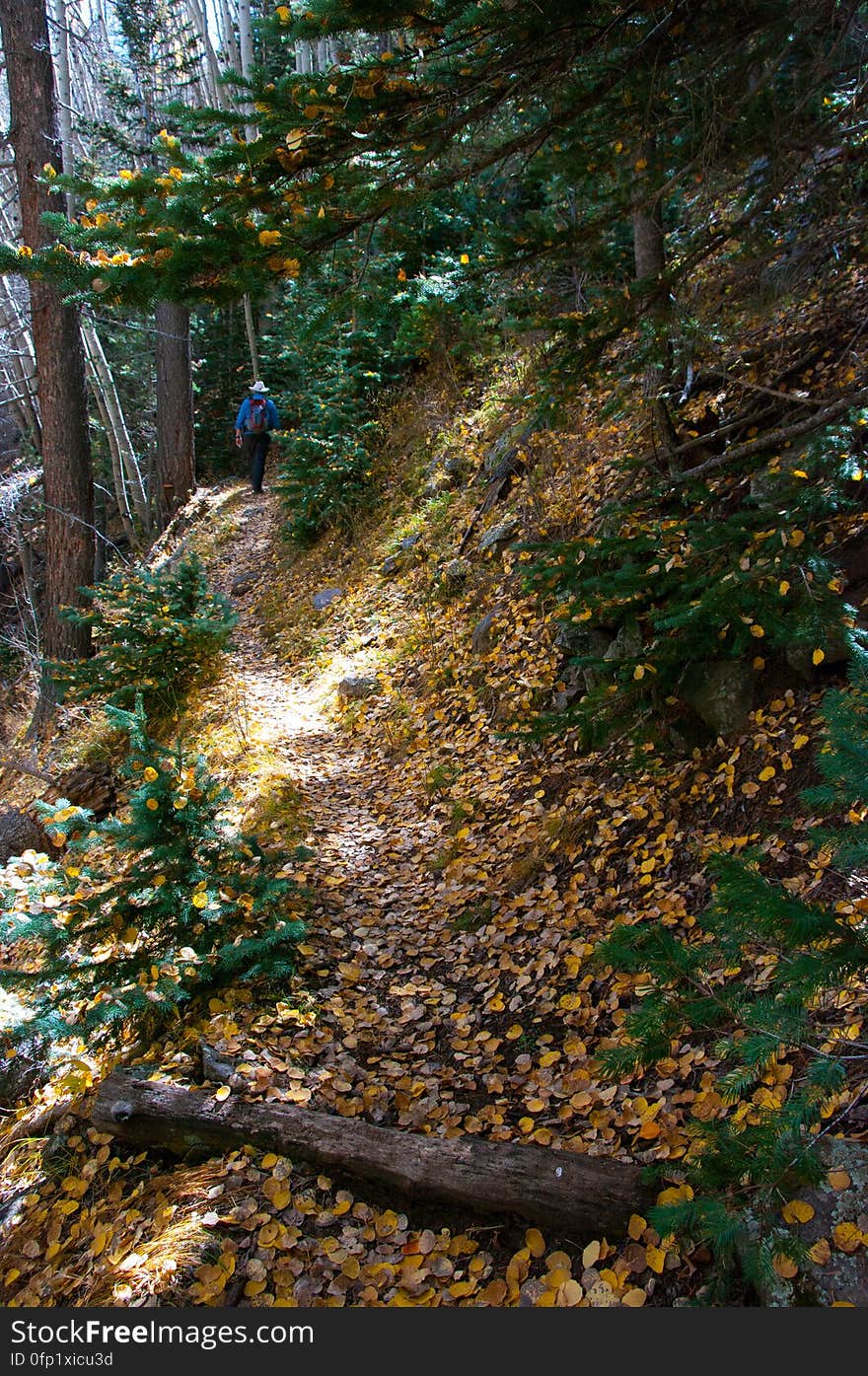 Autumn hike of the Bear Jaw, Waterline, and Abineau Trails Loop on the northern side of Flagstaff&#x27;s San Francisco Peaks. Autumn hike of the Bear Jaw, Waterline, and Abineau Trails Loop on the northern side of Flagstaff&#x27;s San Francisco Peaks.