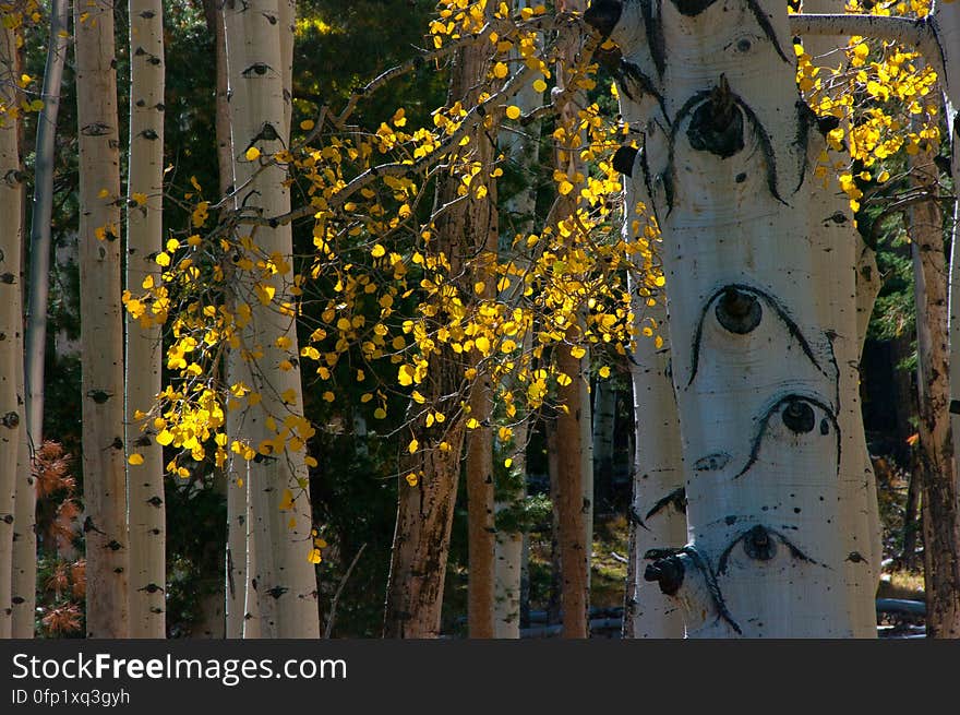 Autumn hike of the Bear Jaw, Waterline, and Abineau Trails Loop on the northern side of Flagstaff&#x27;s San Francisco Peaks. Autumn hike of the Bear Jaw, Waterline, and Abineau Trails Loop on the northern side of Flagstaff&#x27;s San Francisco Peaks.