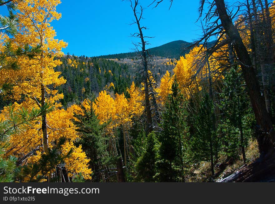 Autumn hike of the Bear Jaw, Waterline, and Abineau Trails Loop on the northern side of Flagstaff&#x27;s San Francisco Peaks. Autumn hike of the Bear Jaw, Waterline, and Abineau Trails Loop on the northern side of Flagstaff&#x27;s San Francisco Peaks.