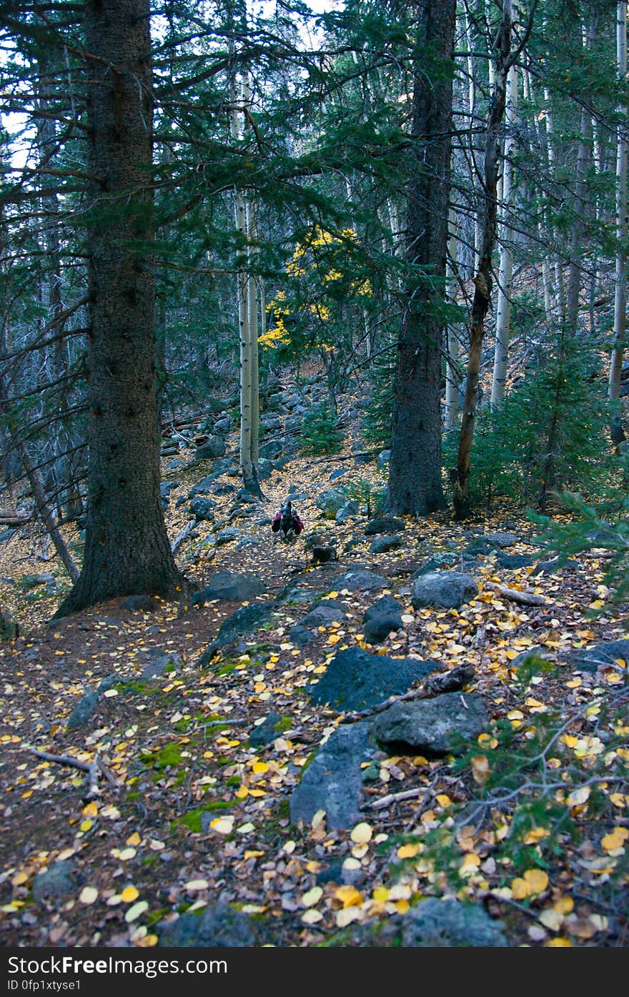 Autumn hike of the Bear Jaw, Waterline, and Abineau Trails Loop on the northern side of Flagstaff&#x27;s San Francisco Peaks. Autumn hike of the Bear Jaw, Waterline, and Abineau Trails Loop on the northern side of Flagstaff&#x27;s San Francisco Peaks.