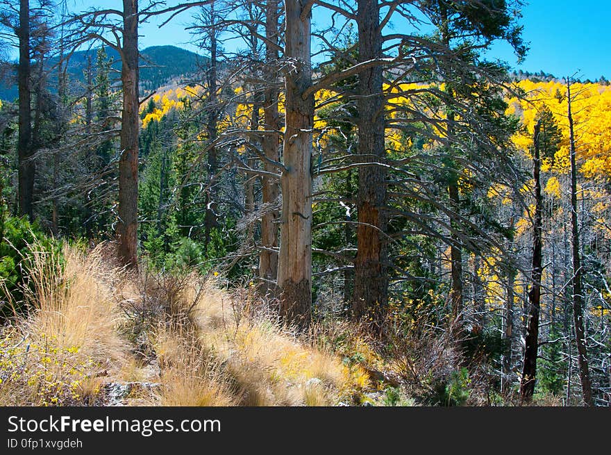 Autumn hike of the Bear Jaw, Waterline, and Abineau Trails Loop on the northern side of Flagstaff&#x27;s San Francisco Peaks. Autumn hike of the Bear Jaw, Waterline, and Abineau Trails Loop on the northern side of Flagstaff&#x27;s San Francisco Peaks.