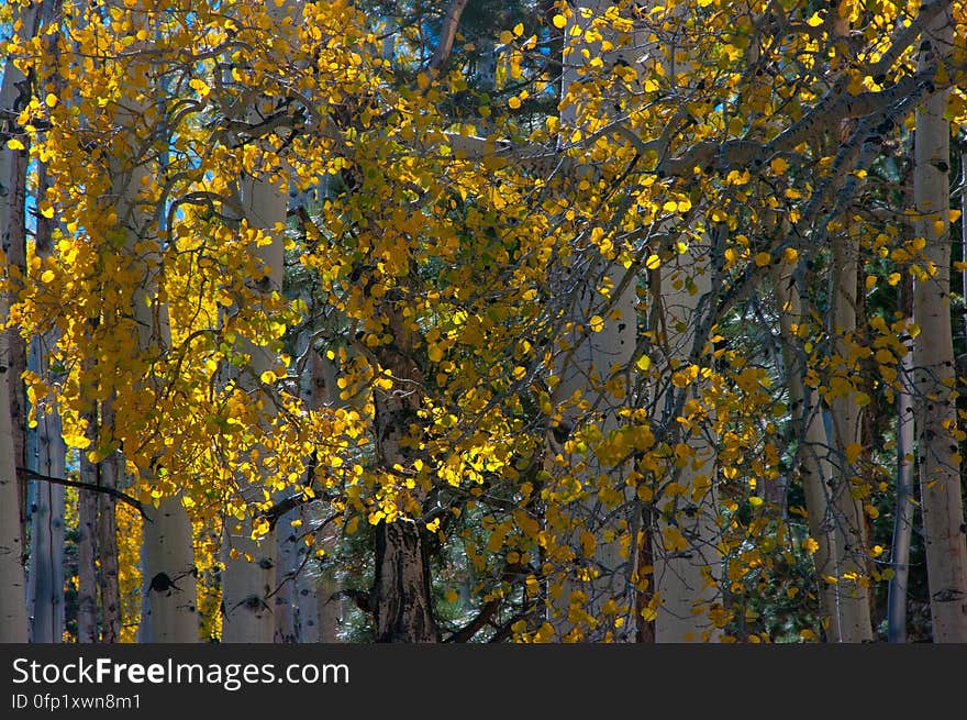 Autumn hike of the Bear Jaw, Waterline, and Abineau Trails Loop on the northern side of Flagstaff&#x27;s San Francisco Peaks. Autumn hike of the Bear Jaw, Waterline, and Abineau Trails Loop on the northern side of Flagstaff&#x27;s San Francisco Peaks.