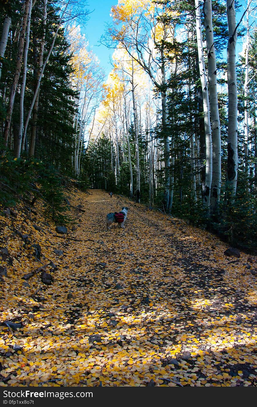 Autumn hike of the Bear Jaw, Waterline, and Abineau Trails Loop on the northern side of Flagstaff&#x27;s San Francisco Peaks. Autumn hike of the Bear Jaw, Waterline, and Abineau Trails Loop on the northern side of Flagstaff&#x27;s San Francisco Peaks.