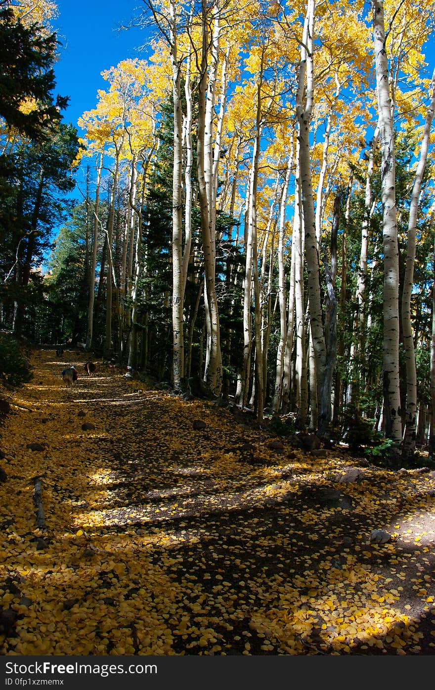 Autumn hike of the Bear Jaw, Waterline, and Abineau Trails Loop on the northern side of Flagstaff&#x27;s San Francisco Peaks. Autumn hike of the Bear Jaw, Waterline, and Abineau Trails Loop on the northern side of Flagstaff&#x27;s San Francisco Peaks.