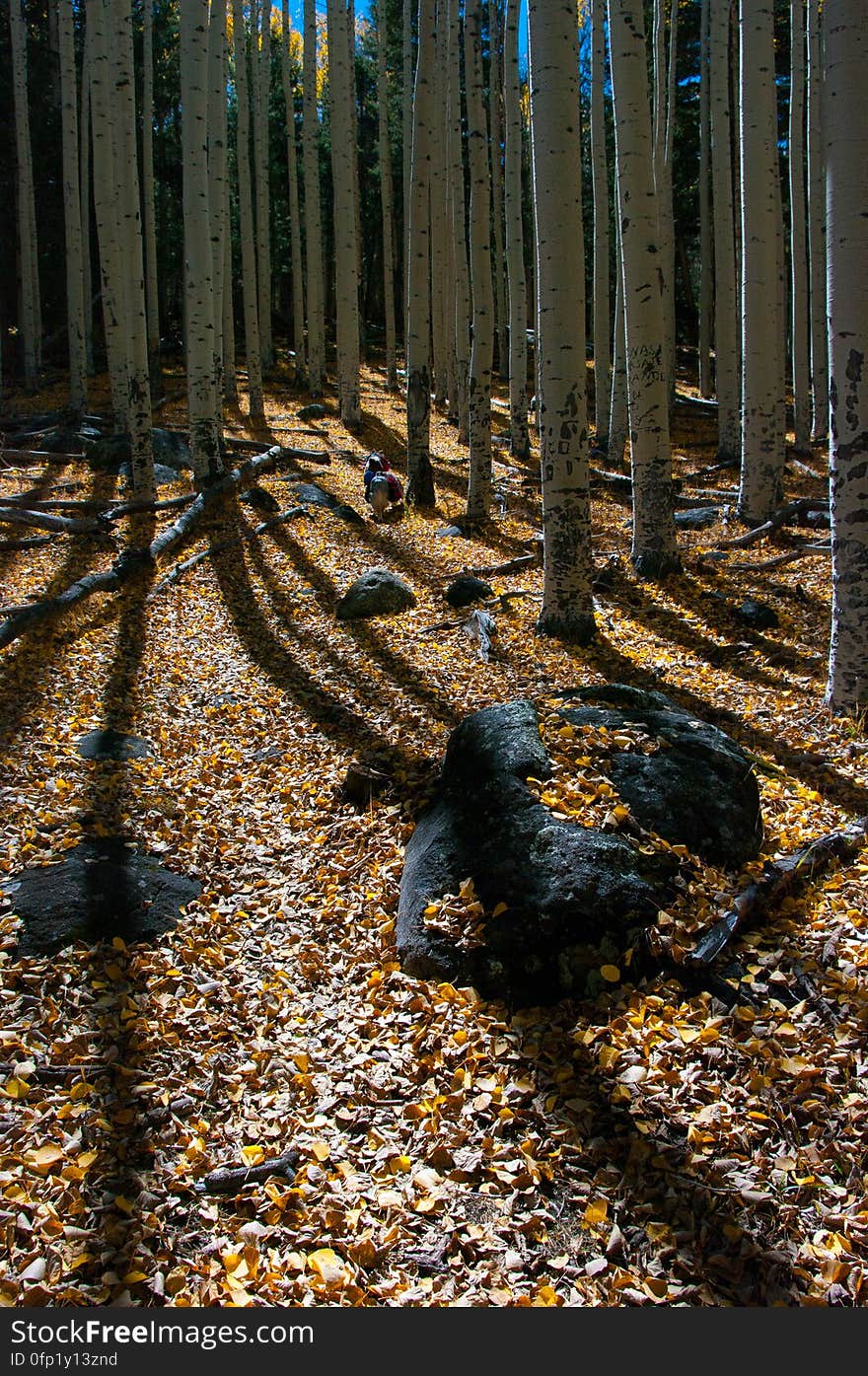 Autumn hike of the Bear Jaw, Waterline, and Abineau Trails Loop on the northern side of Flagstaff&#x27;s San Francisco Peaks. Autumn hike of the Bear Jaw, Waterline, and Abineau Trails Loop on the northern side of Flagstaff&#x27;s San Francisco Peaks.