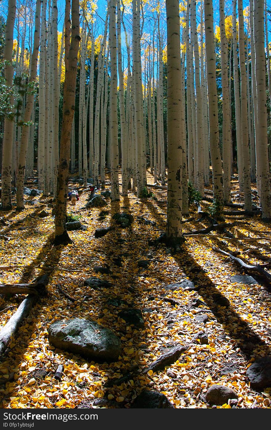 Autumn hike of the Bear Jaw, Waterline, and Abineau Trails Loop on the northern side of Flagstaff&#x27;s San Francisco Peaks. Autumn hike of the Bear Jaw, Waterline, and Abineau Trails Loop on the northern side of Flagstaff&#x27;s San Francisco Peaks.