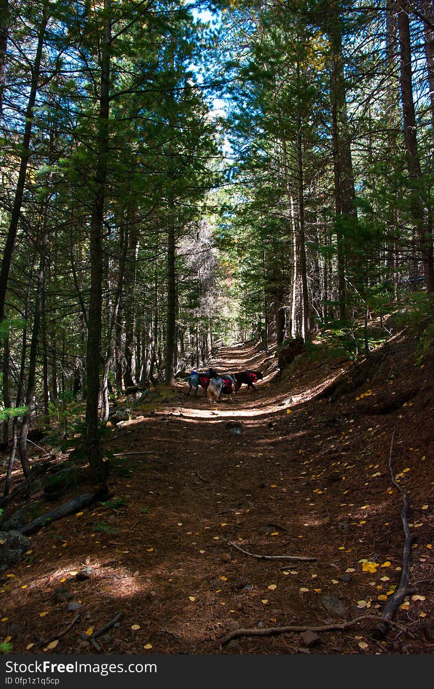 Autumn hike of the Bear Jaw, Waterline, and Abineau Trails Loop on the northern side of Flagstaff&#x27;s San Francisco Peaks. Autumn hike of the Bear Jaw, Waterline, and Abineau Trails Loop on the northern side of Flagstaff&#x27;s San Francisco Peaks.