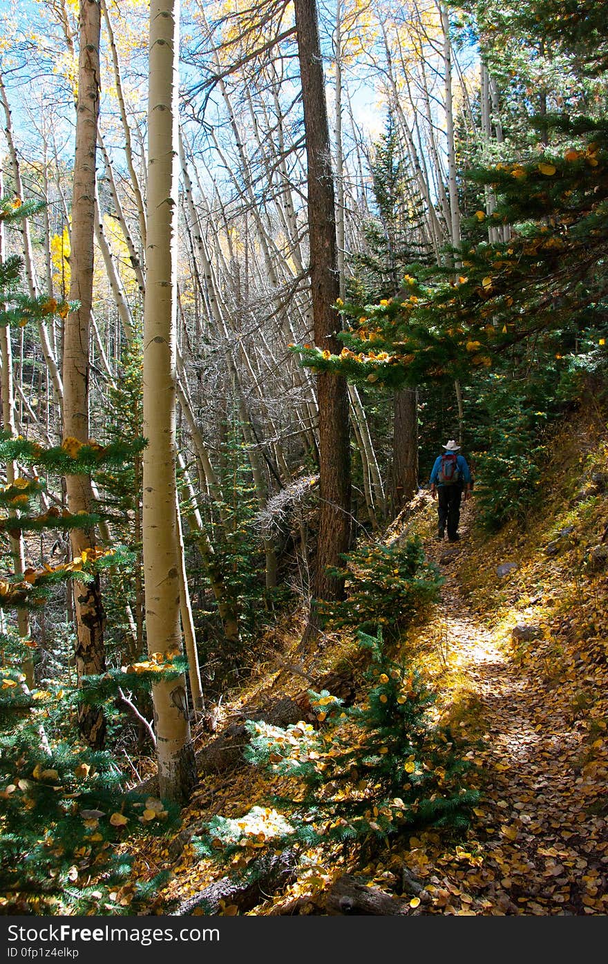 Autumn hike of the Bear Jaw, Waterline, and Abineau Trails Loop on the northern side of Flagstaff&#x27;s San Francisco Peaks. Autumn hike of the Bear Jaw, Waterline, and Abineau Trails Loop on the northern side of Flagstaff&#x27;s San Francisco Peaks.