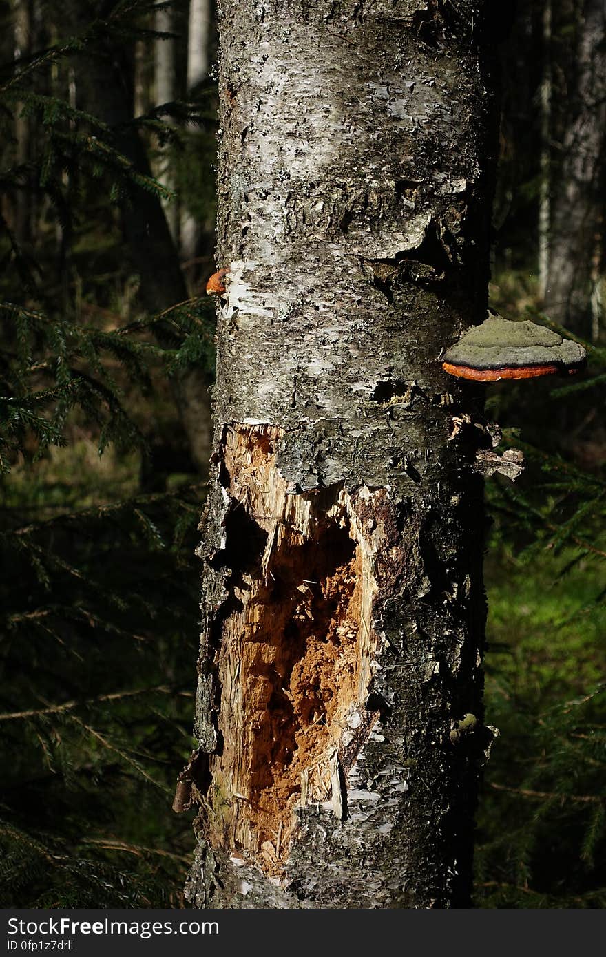 Plant, Wood, Branch, Trunk, Twig, Terrestrial plant