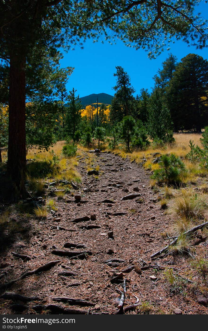 Autumn hike of the Bear Jaw, Waterline, and Abineau Trails Loop on the northern side of Flagstaff&#x27;s San Francisco Peaks. Autumn hike of the Bear Jaw, Waterline, and Abineau Trails Loop on the northern side of Flagstaff&#x27;s San Francisco Peaks.