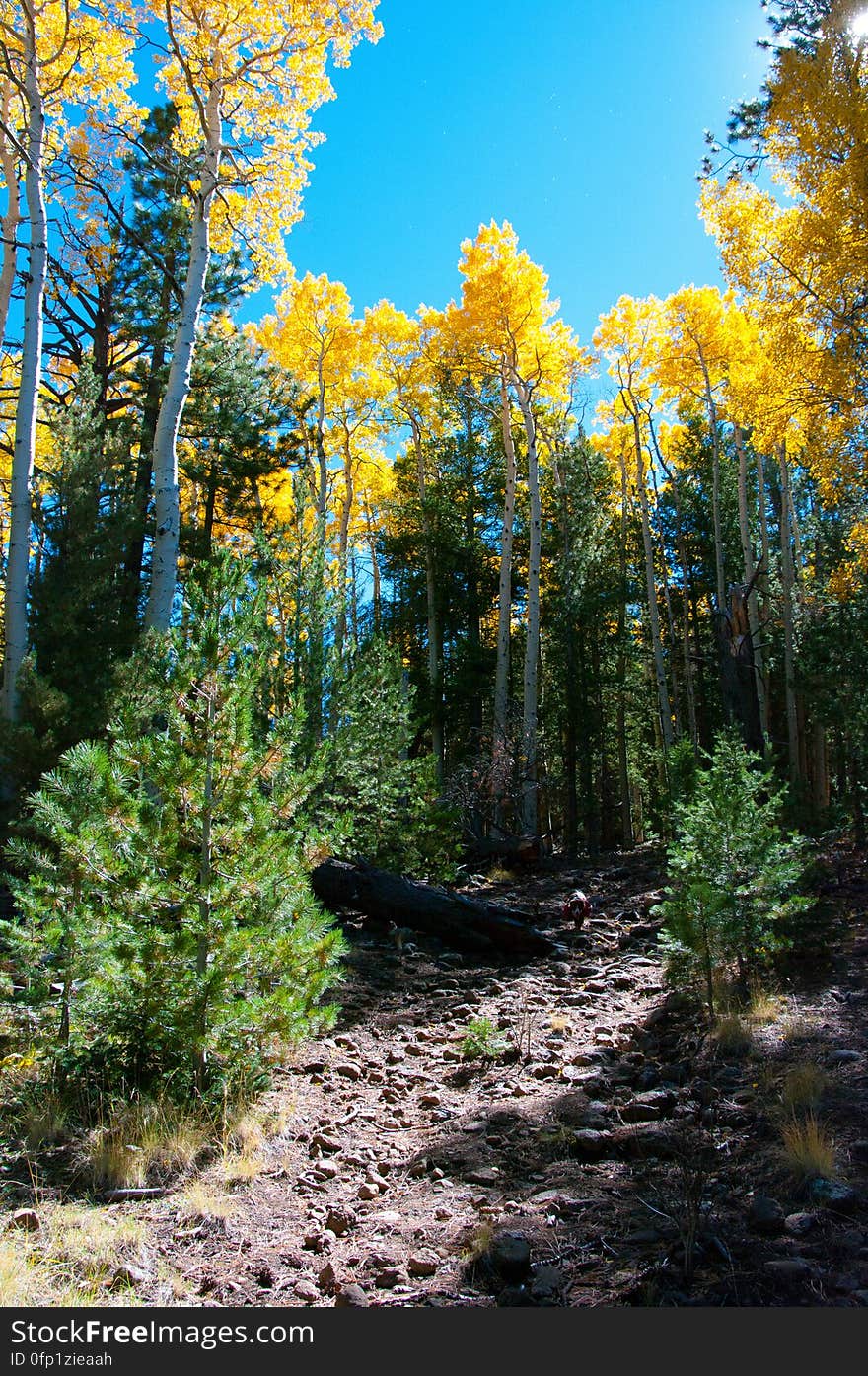 Autumn hike of the Bear Jaw, Waterline, and Abineau Trails Loop on the northern side of Flagstaff&#x27;s San Francisco Peaks. Autumn hike of the Bear Jaw, Waterline, and Abineau Trails Loop on the northern side of Flagstaff&#x27;s San Francisco Peaks.