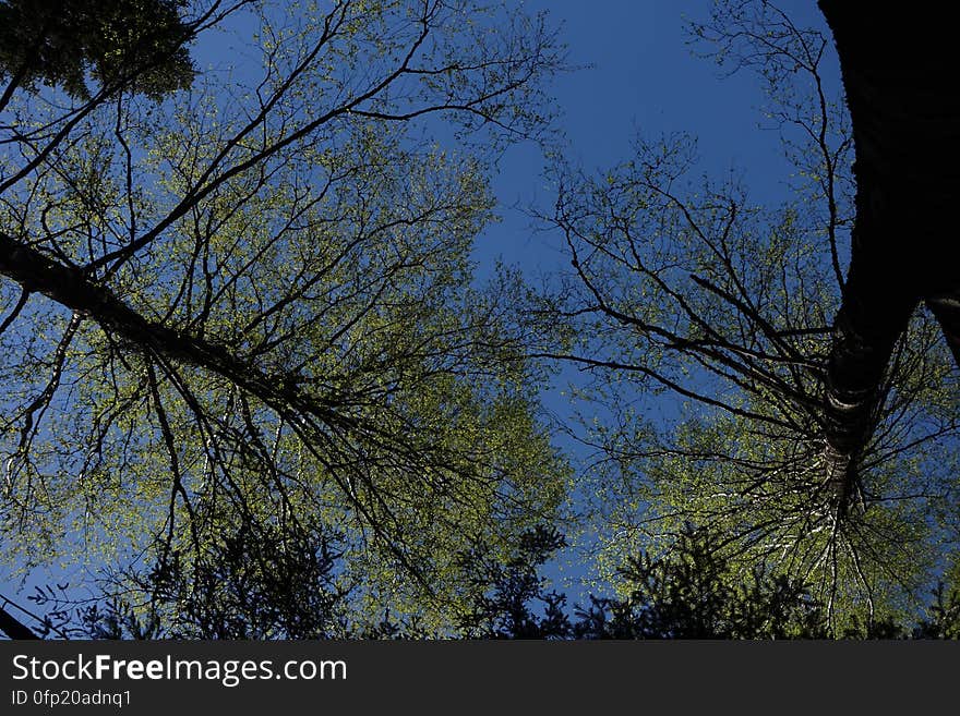 Sky, Plant, Twig, Tree, Natural landscape, Trunk