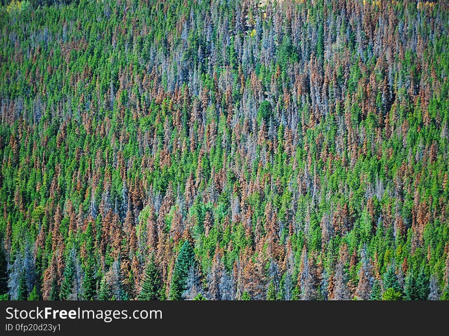 Mountain Pine Beetle Damage â€” Mountain pine beetle have been a natural part of the whitebark pine forest for many, many years. Their population size &#x28;and thus the severity of their damage&#x29; was naturally controlled by extremely cold winter temperatures. But recently, winter temperatures have not been cold enough to kill the beetles and their populations have increased. Whitebark pines also used to be healthy and vigorous trees because of ample precipitation and moderate summer temperatures. However, a changing climate has physiologically stressed the trees, making them susceptible to beetle infestations. This on-two punch makes it difficult for the trees to defend themselves. At USGS, researchers are monitoring the health of productivity of these forests to determine the importance and impact of changes in pine nut production on grizzly bears in the Greater Yellowstone Ecosystem. Photo credit: Don Becker, USGS