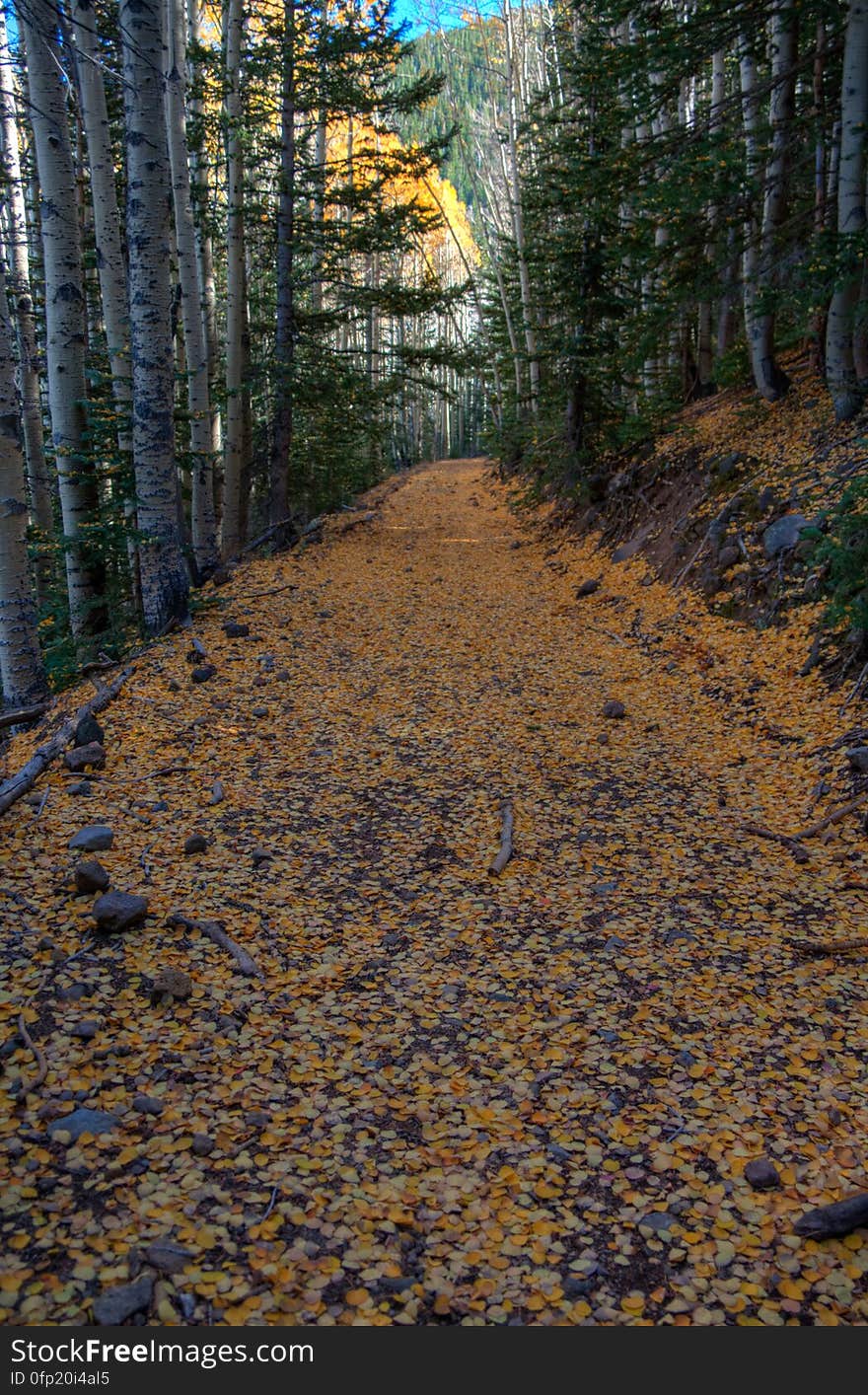 Autumn hike of the Bear Jaw, Waterline, and Abineau Trails Loop on the northern side of Flagstaff&#x27;s San Francisco Peaks. Autumn hike of the Bear Jaw, Waterline, and Abineau Trails Loop on the northern side of Flagstaff&#x27;s San Francisco Peaks.