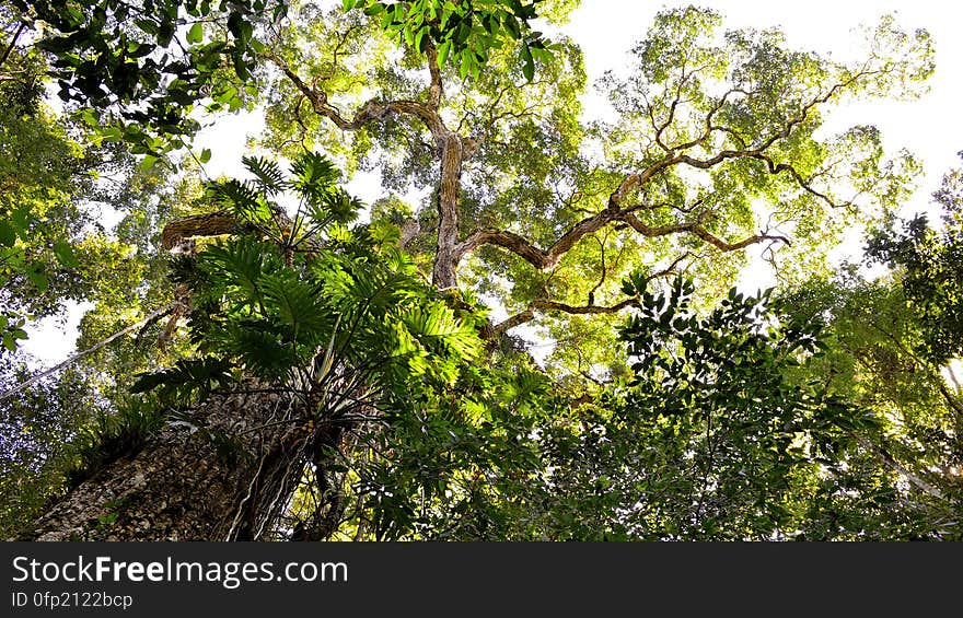 Paseo en la Reserva Forestal San Jorge con el Club de Observadores de Aves de Iguazu Yaravuá. Paseo en la Reserva Forestal San Jorge con el Club de Observadores de Aves de Iguazu Yaravuá