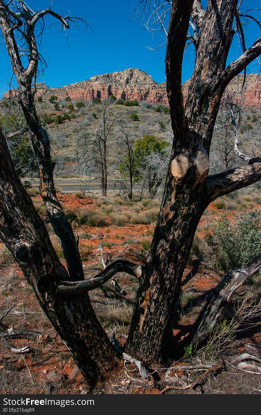 Jacks Canyon Trail leads up the bottom of a rocky desert gorge where the vegetation is mostly high chaparral. The trail starts by skirting the boundary of an outlying subdivision, and passes through the effects of the 800 acre La Barranca Fire. It then follows an old jeep trail to Jacks Canyon Tank where it drops into the drainage bottom and proceeds along its moderate climb by crisscrossing the dry streambed. At the upper end of the canyon, the trail leaves the streambed to switchback to a high saddle connecting the Mogollon Rim and Munds Mountain. Photo by Deborah Lee Soltesz, March 14, 2012. Credit: USFS Coconino National Forest. Learn more about hiking Jacks Canyon Trail in the Red Rock Ranger District of the Coconino National Forest website. Jacks Canyon Trail leads up the bottom of a rocky desert gorge where the vegetation is mostly high chaparral. The trail starts by skirting the boundary of an outlying subdivision, and passes through the effects of the 800 acre La Barranca Fire. It then follows an old jeep trail to Jacks Canyon Tank where it drops into the drainage bottom and proceeds along its moderate climb by crisscrossing the dry streambed. At the upper end of the canyon, the trail leaves the streambed to switchback to a high saddle connecting the Mogollon Rim and Munds Mountain. Photo by Deborah Lee Soltesz, March 14, 2012. Credit: USFS Coconino National Forest. Learn more about hiking Jacks Canyon Trail in the Red Rock Ranger District of the Coconino National Forest website.