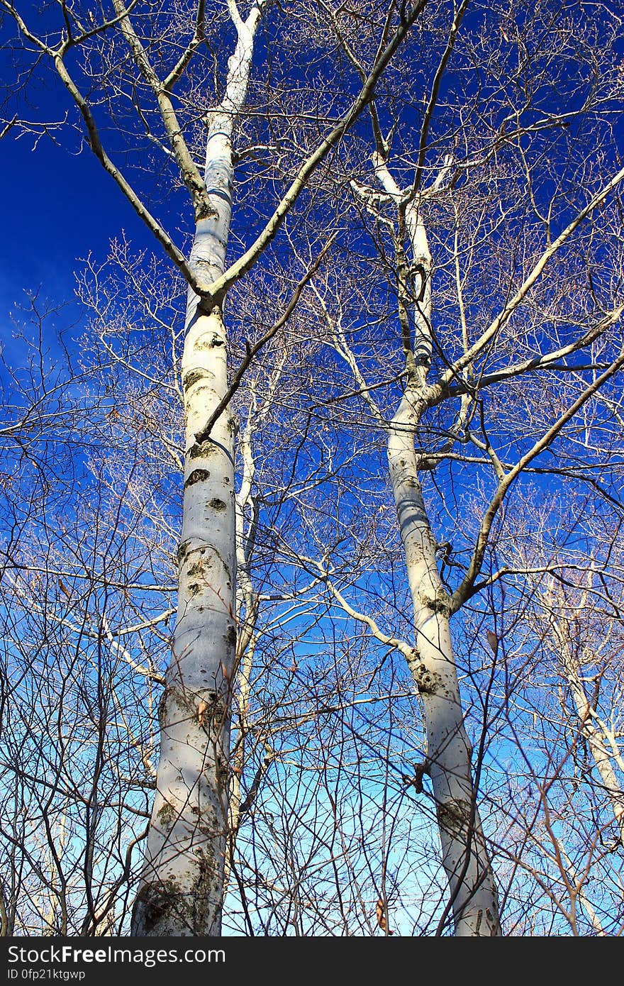 American beeches &#x28;Fagus grandifolia&#x29;, Lackawanna County, within State Game Land 312. I&#x27;ve licensed this photo as CC0 for release into the public domain. You&#x27;re welcome to download the photo and use it without attribution. American beeches &#x28;Fagus grandifolia&#x29;, Lackawanna County, within State Game Land 312. I&#x27;ve licensed this photo as CC0 for release into the public domain. You&#x27;re welcome to download the photo and use it without attribution.