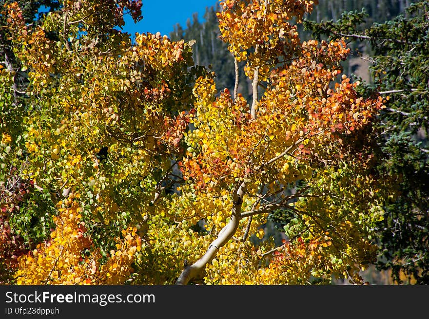 The Inner Basin Trail ascends from Lockett Meadow into the caldera of the San Francisco Peaks, an extinct volcano and home of the tallest peaks in Arizona. The first 1.7 miles of the trail winds through the extensive aspen forest flanking the upper reaches of the Peaks, joining the Waterline Trail briefly before following a jeep road into the caldera. The trail starts at an elevation of 8665 feet, gaining approximately 1200 feet over 2 miles on its way into the Inner Basin. The trail continues another 2 miles, gaining an additional 600 feet or so to join up with the Weatherford Trail. Photo by Deborah Lee Soltesz, October 1, 2015. Source: U.S. Forest Service, Coconino National Forest. See Lockett Meadow Campground and Inner Basin No. 29 for information about this area of the Peaks on the Coconino National Forest website. The Inner Basin Trail ascends from Lockett Meadow into the caldera of the San Francisco Peaks, an extinct volcano and home of the tallest peaks in Arizona. The first 1.7 miles of the trail winds through the extensive aspen forest flanking the upper reaches of the Peaks, joining the Waterline Trail briefly before following a jeep road into the caldera. The trail starts at an elevation of 8665 feet, gaining approximately 1200 feet over 2 miles on its way into the Inner Basin. The trail continues another 2 miles, gaining an additional 600 feet or so to join up with the Weatherford Trail. Photo by Deborah Lee Soltesz, October 1, 2015. Source: U.S. Forest Service, Coconino National Forest. See Lockett Meadow Campground and Inner Basin No. 29 for information about this area of the Peaks on the Coconino National Forest website.