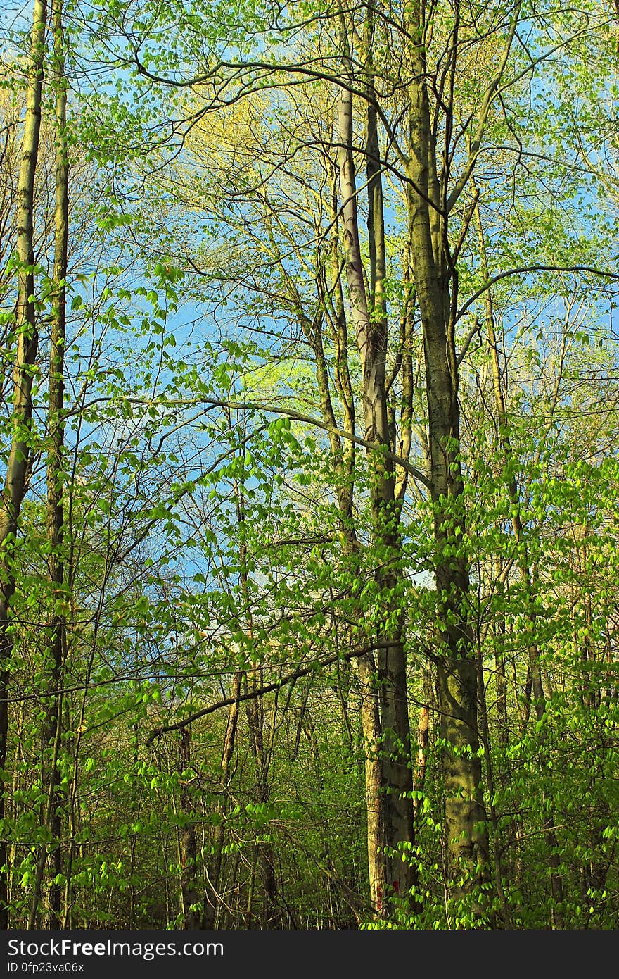 Spring leaf-out along the Frank Gantz Trail, Gouldsboro State Park, Monroe County. I&#x27;ve licensed this photo as CC0 for release into the public domain. You&#x27;re welcome to download the photo and use it without attribution. Spring leaf-out along the Frank Gantz Trail, Gouldsboro State Park, Monroe County. I&#x27;ve licensed this photo as CC0 for release into the public domain. You&#x27;re welcome to download the photo and use it without attribution.