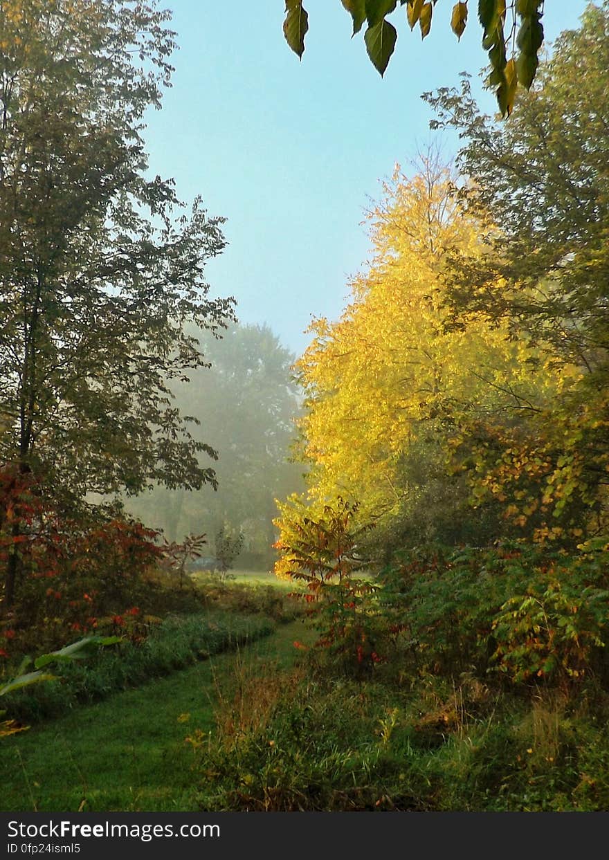 A path through the trees