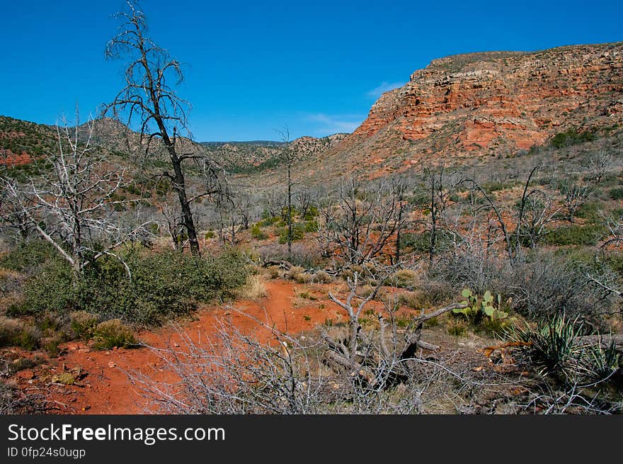 Jacks Canyon Trail leads up the bottom of a rocky desert gorge where the vegetation is mostly high chaparral. The trail starts by skirting the boundary of an outlying subdivision, and passes through the effects of the 800 acre La Barranca Fire. It then follows an old jeep trail to Jacks Canyon Tank where it drops into the drainage bottom and proceeds along its moderate climb by crisscrossing the dry streambed. At the upper end of the canyon, the trail leaves the streambed to switchback to a high saddle connecting the Mogollon Rim and Munds Mountain. Photo by Deborah Lee Soltesz, March 14, 2012. Credit: USFS Coconino National Forest. Learn more about hiking Jacks Canyon Trail in the Red Rock Ranger District of the Coconino National Forest website. Jacks Canyon Trail leads up the bottom of a rocky desert gorge where the vegetation is mostly high chaparral. The trail starts by skirting the boundary of an outlying subdivision, and passes through the effects of the 800 acre La Barranca Fire. It then follows an old jeep trail to Jacks Canyon Tank where it drops into the drainage bottom and proceeds along its moderate climb by crisscrossing the dry streambed. At the upper end of the canyon, the trail leaves the streambed to switchback to a high saddle connecting the Mogollon Rim and Munds Mountain. Photo by Deborah Lee Soltesz, March 14, 2012. Credit: USFS Coconino National Forest. Learn more about hiking Jacks Canyon Trail in the Red Rock Ranger District of the Coconino National Forest website.