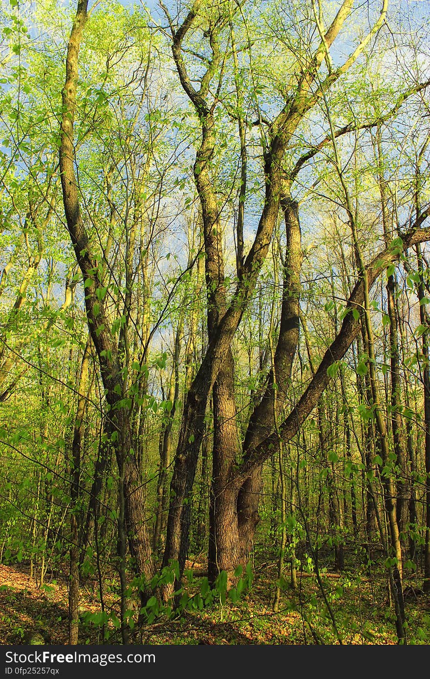 Spring leaf-out along the Frank Gantz Trail, Gouldsboro State Park, Monroe County. I&#x27;ve licensed this photo as CC0 for release into the public domain. You&#x27;re welcome to download the photo and use it without attribution. Spring leaf-out along the Frank Gantz Trail, Gouldsboro State Park, Monroe County. I&#x27;ve licensed this photo as CC0 for release into the public domain. You&#x27;re welcome to download the photo and use it without attribution.