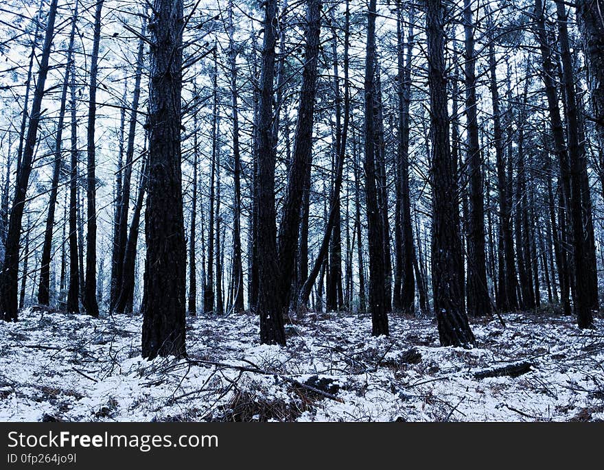 Plant, Natural landscape, Tree, Wood, Trunk, Terrestrial plant