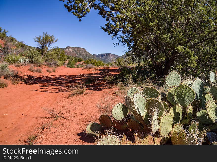 Snowmelt from a series winter storms in late January 2017 followed by rain and warm weather in February had dry creekbeds running and many of Arizona&#x27;s reservoirs filled and overflowing. Dry Beaver Creek in Woods Canyon was no exception. Woods Canyon Trail is level and unshaded as it follows a jeep road into the wide canyon mouth for 1.25 miles. The road ends and the trail continues, climbing gradually. There are views of the vegetation-covered slopes of mesas on either side. The trail enters Munds Mountain Wilderness continuing its easy climb. The trail approaches and then follows Dry Beaver Creek. At the confluence with Rattlesnake Canyon, the trail emerges onto a picturesque expanse of redrock studded with huge, gray boulders. Further down some nice redrock views as the trail climbs on a moderate grade out of the creekbed. Photo by Deborah Lee Soltesz, February 15, 2017. Credit: Coconino National Forest, U.S. Forest Service. Learn more about Woods Canyon Trail No. 93 on the Coconino National Forest.