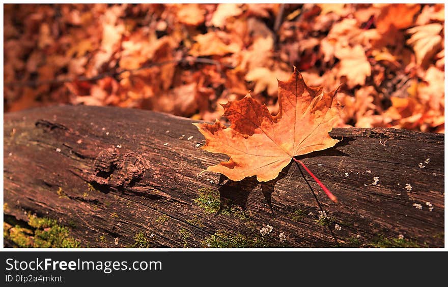 autumn scene