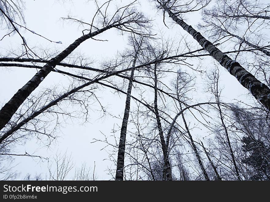 Sky, Plant, Natural landscape, Wood, Trunk, Twig