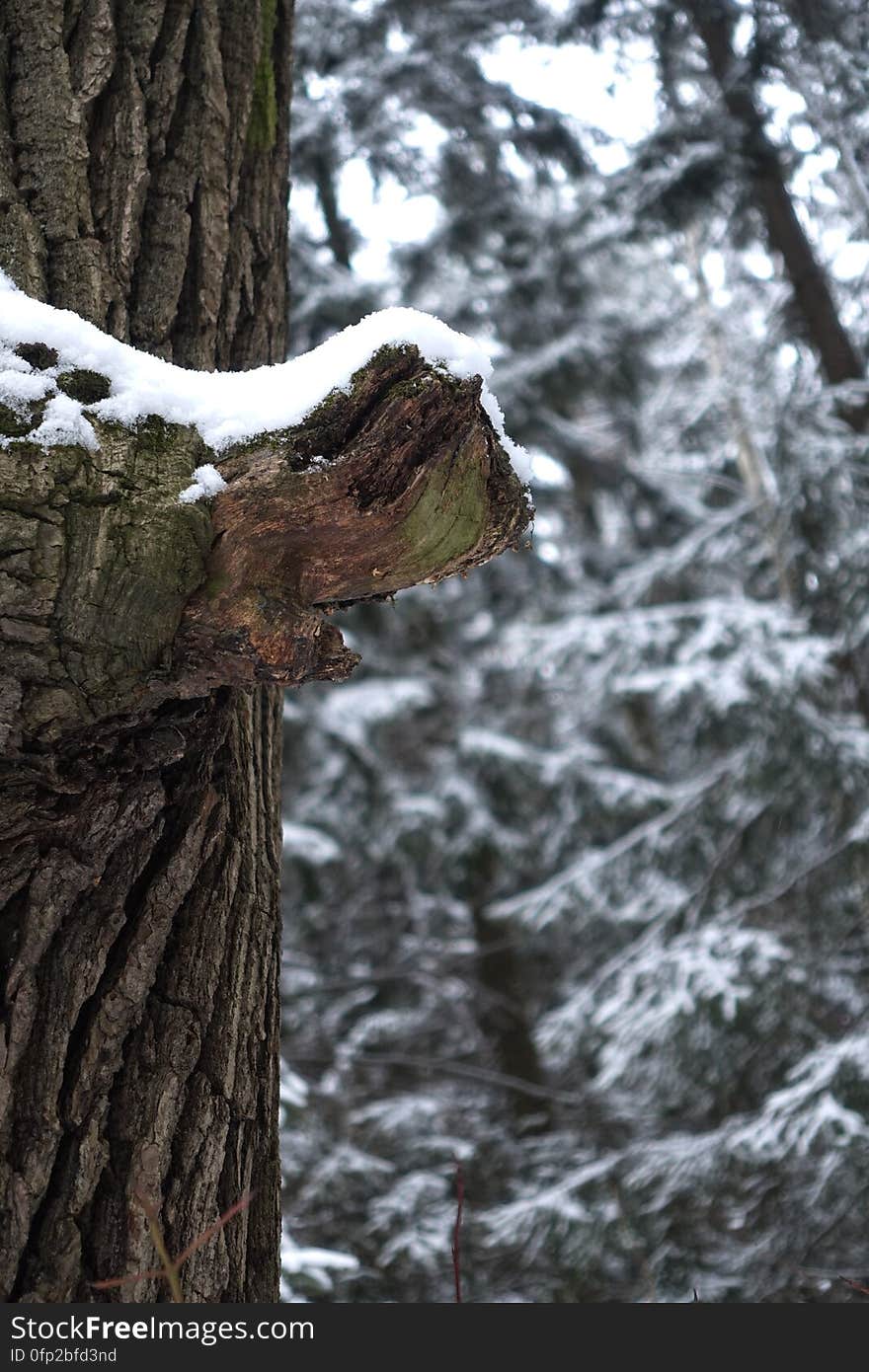 Snow, Wood, Branch, Trunk, Twig, Natural landscape