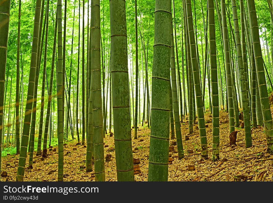 Arashiyama Bamboo Forest Kyoto