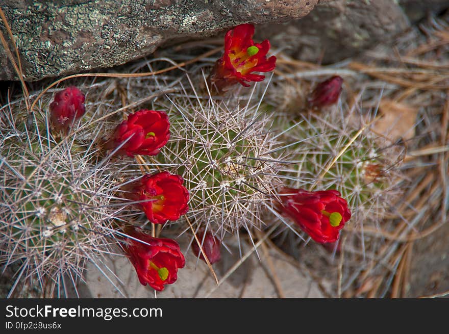 Cactus bloom. We headed out of Flagstaff down Woody Mountain Road for a week of camping and day hiking around the Rattlesnake Mesa area. The area is north of Sedona&#x27;s Secret Canyon, on top of the Mogollon Rim. There are several trails, mostly unmaintained, heading along or off the edge of the Rim. For the first day&#x27;s hike, we headed for FS Trail #9, which heads across Little Round Mountain and along the Rim around South Pocket... Read the blog entry for this hike