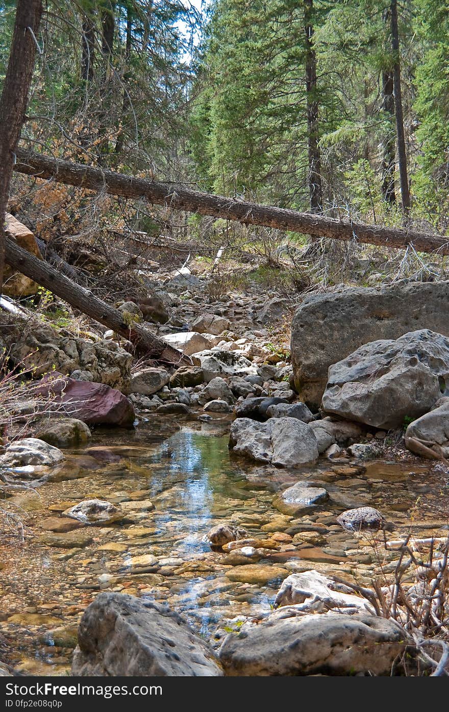 West Fork of Oak Creek On the third day of our camping trip on the Mogollon Rim above Sedona, we headed to the western end of West Fork. The canyon starts on the Rim, intersecting Woody Mountain Road, and cuts east, where it joins Oak Creek Canyon, a total distance of seven or eight miles. At the Oak Creek end, there’s an official trailhead &#x28;West Fork #108&#x29; at Call o’ the Canyon, which runs about three miles up the canyon. We decided to try hiking the canyon from the western end, where there’s no official trail… as a matter of fact, there’s a lovely Forest Service sign explaining that there’s no official trail there, you’re pretty much on your own, watch out for flash floods, and please don’t die. From the bridge, there’s a well worn path that runs for perhaps 0.5 to 0.75 mile along the banks of the creek. Eventually, the canyon becomes too narrow, and walking on the banks is not possible, and it becomes a boulder hop down the creek bed. Fallen trees and very large boulders make the route a bit challenging. At this point, while the canyon is very pretty, it’s not family friendly or very dog friendly &#x28;we had to give ours quite a bit of assistance&#x29;. Given the amount of scrambling, I don’t think this would be a very fun backpacking trail, but with an early start, I believe this could be easily done as a shuttle hike. Trip report All photos from this hike