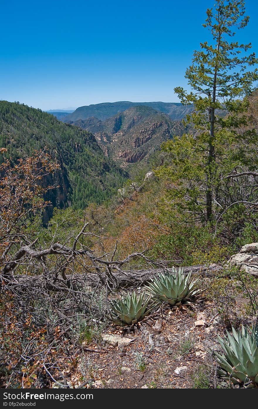 Secret Mountain Trail. 2009-05-06: On the fourth day of our camping trip on the Mogollon Rim above Sedona, we headed to Secret Mountain Trail #109. The Mangums &#x28;authors of Flagstaff Hikes&#x29; list this as one of their favorite trails, mentioning they usually stop just past Secret Cabin on the edge of the mountain where there’s a nice view. The weather was unseasonably hot, and we chose this trail not only because it’s interesting, but because it stays at fairly high elevation &#x28;instead of diving down into a canyon like so many of the trails in this area&#x29;. The trail starts off running along a bit of a ridge up to a knob where there are some fantastic views. Diving down to a narrow saddle, the trail meets the top of Loy Canyon Trail, then climbs up to a fairly flat run. Around 1.0 mile are the remains of an old dry tank and corral. It’s almost easy to miss the corral because there’s just a few posts left, as well as a rusty old dredge. Off to the left just past the corral is Johnson Tank. The tank wall reveals signs of masonry work where the dirt has eroded away. Past Johnson Tank, the trail runs above and to the left of a ravine, where two more tanks hold water. The first, Masonry Tank, is built using local stones to dam a narrow, rocky section of the creek bed. The dam creates a small, shallow pond. Below Masonry Tank is Cement Tank, created from three slabs of preformed concrete. This dam creates a rather large, long, and narrow pond which runs back almost to Masonry Tank. There is a rough footpath running from Cement Tank to above Masonry Tank, a lovely diversion from the main trail. According to the Mangums, this area of forest is virgin. Near Cement Tank, the trail descends to a bench along the creek bed where another, more complete corral and Secret Cabin are situated &#x28;1.8 miles from the trailhead&#x29;. Secret Cabin is in fair shape, its walls standing but its roof has collapsed. According to the Mangums, the cabin was built as a failed homestead, and was later inhabited by a family of polygamous Latter Day Saints escaping persecution, then horse thieves who’d bring stolen horses up Loy Canyon from Sedona en route to Flagstaff and northern destinations. Heading uphill past the cabin, the trail leads up to a ridge with a nice view and more corrals. The main trail leads off to the left for another 2.8 miles. Since it was pretty hot weather, we decided to follow the Mangums&#x27; recommendation: we had lunch in the shade of a tree, then turned around and headed back to the trailhead, diverting down into the ravine to explore the tanks on the way back. Trip report and full gallery