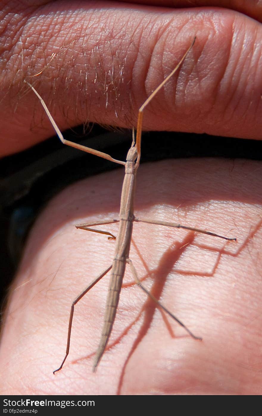 Walking stick. We headed out of Flagstaff down Woody Mountain Road for a week of camping and day hiking around the Rattlesnake Mesa area. The area is north of Sedona&#x27;s Secret Canyon, on top of the Mogollon Rim. There are several trails, mostly unmaintained, heading along or off the edge of the Rim. For the first day&#x27;s hike, we headed for FS Trail #9, which heads across Little Round Mountain and along the Rim around South Pocket... Read the blog entry for this hike