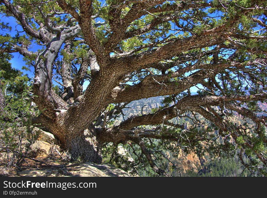 Tree on canyon rim near Little Round Mountain. We headed out of Flagstaff down Woody Mountain Road for a week of camping and day hiking around the Rattlesnake Mesa area. The area is north of Sedona&#x27;s Secret Canyon, on top of the Mogollon Rim. There are several trails, mostly unmaintained, heading along or off the edge of the Rim. For the first day&#x27;s hike, we headed for FS Trail #9, which heads across Little Round Mountain and along the Rim around South Pocket... Read the blog entry for this hike 5-frame HDR shot with a Pentax K20D. HDR generated and tone mapped in Photomatix. Metadata refined in MS Pro Photo Tools and Adobe Lightroom.