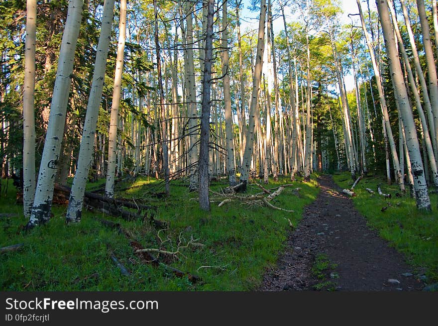 Early morning hike on Inner Basin Trail, San Francisco Peaks. 2009-05-30: Saturday evening, we were sitting on the front porch after our evening walk, enjoying a cup of chai and watching the sun set. There had been rain during the late afternoon, and heavy clouds had descended over the Peaks, hiding the mountain from view. The clouds had lifted in time for our evening ritual, and we noticed there was new snow on the upper tips of the Peaks. As we sipped our tea, we joked “If we were really motivated, we’d get up early, hit the Inner Basin Trail at dawn, and get some good photos before the snow melts off…” 2009-05-31: …so, at 4:00AM we stumbled out of bed, grabbed some coffee, got dressed, grabbed more coffee and rolled out the door around 4:30AM. We drove up the mountain, and hit the trail around 5:15AM. There was a bit of a breeze making the hike rather chilly. Everything was wet and green, and the aspens created a delectable aroma. Past Jack Spring &#x28;1.5 miles from the trailhead&#x29; we hit the frost line, and the vegetation sparkled &#x28;and the air was noticeably chillier&#x29;. We arrived at the Inner Basin &#x28;the point where there’s a shelter and pumphouse, and all the Peaks are visible&#x29; around 6:45AM. We’d expected some shade still at that hour, and were delighted to discover the sun was shining right up through the low point in the Peaks &#x28;the north-eastern side, where the wall was blown out during an eruption&#x29;, lighting up the entire Inner Basin for us. We wandered around a bit capturing various shots, then headed back to attend to our day’s activities. Hiking report View all the photos from this hike