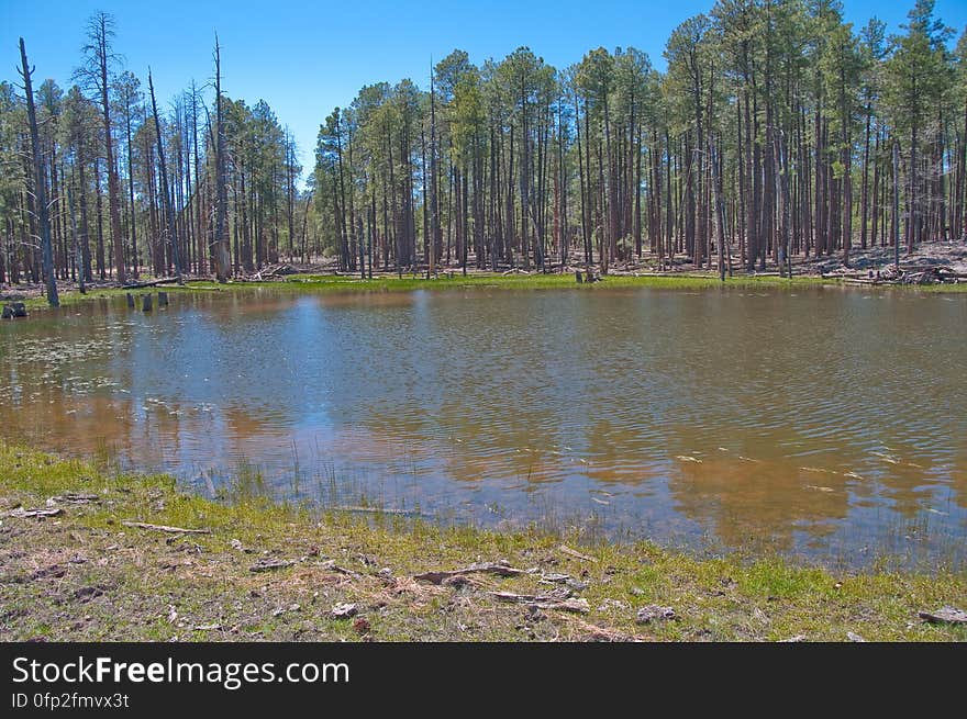 Lost Lake Tank &#x28;upper, larger tank&#x29;. 2009-05-07: On the fifth day of our camping trip on the Mogollon Rim we were still looking to beat the heat by staying above the rim. I’d noticed a route marked as a trail on my GPS &#x28;the base map on my Garmin Oregon 400T&#x29; leading to a spot marked Lost Lake. We headed for trail, turning off of the main road onto a jeep track. The route quickly got rocky, and we assumed it was petering out, so we parked and started hiking. Within a couple hundred feet, the route turned back into a smooth, dirt, two-track road… basically, quite driveable. We hiked it anyway. There was a tree blocking the road about halfway to Lost Lake, but aside from that the route is a well maintained route, with a couple side-roads heading off of it. The road gently ascends to the top of a hill, where Lost Lake is actually a pair of tanks. The upper tank is quite large, and both had water in them. There were a few wildflowers, and butterflies and western tanagers were flitting about. It’s a very pretty area, and quite likely an excellent place for bird watching. Lost Lake is definitely worth a visit, whether hiking or driving. The tanks are surrounded by forest, and we took advantage of the shade to have lunch, enjoy the beautiful day, and catch a quick nap. Hiking report View all photos from this hike