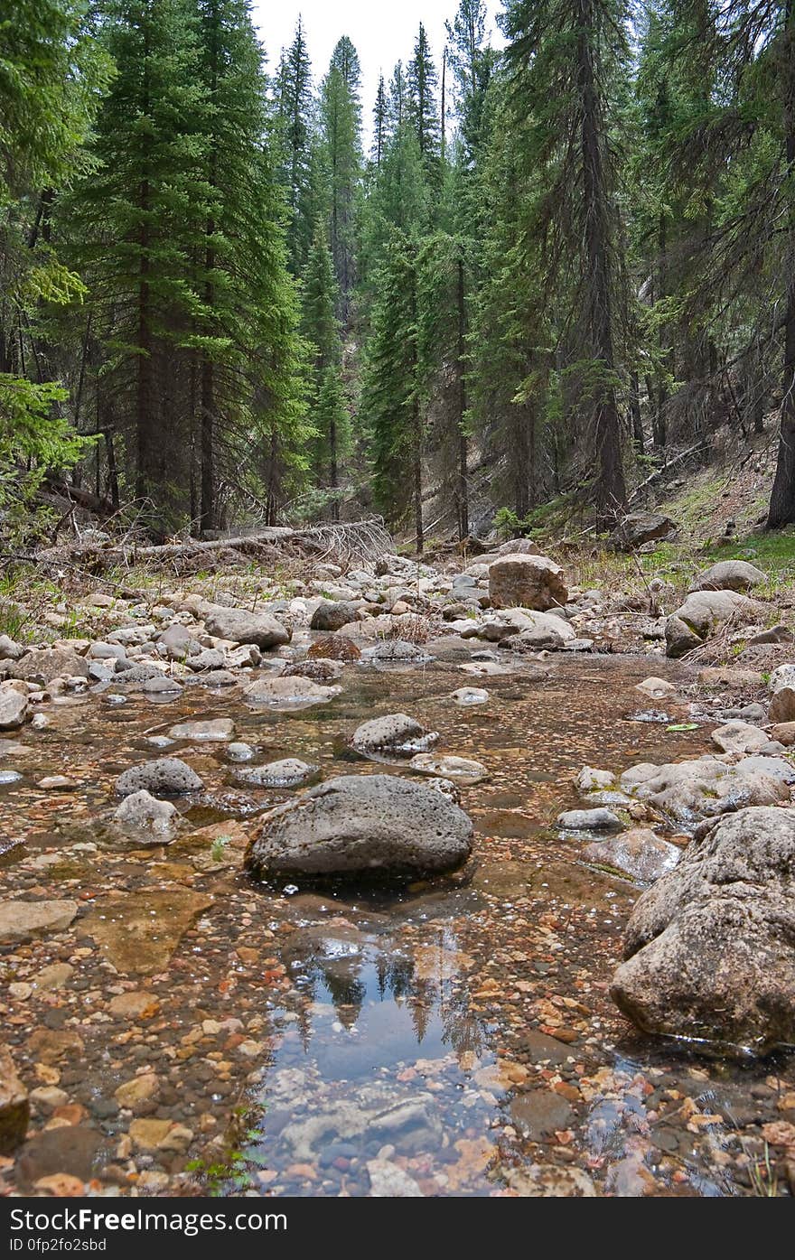 West Fork of Oak Creek On the third day of our camping trip on the Mogollon Rim above Sedona, we headed to the western end of West Fork. The canyon starts on the Rim, intersecting Woody Mountain Road, and cuts east, where it joins Oak Creek Canyon, a total distance of seven or eight miles. At the Oak Creek end, there’s an official trailhead &#x28;West Fork #108&#x29; at Call o’ the Canyon, which runs about three miles up the canyon. We decided to try hiking the canyon from the western end, where there’s no official trail… as a matter of fact, there’s a lovely Forest Service sign explaining that there’s no official trail there, you’re pretty much on your own, watch out for flash floods, and please don’t die. From the bridge, there’s a well worn path that runs for perhaps 0.5 to 0.75 mile along the banks of the creek. Eventually, the canyon becomes too narrow, and walking on the banks is not possible, and it becomes a boulder hop down the creek bed. Fallen trees and very large boulders make the route a bit challenging. At this point, while the canyon is very pretty, it’s not family friendly or very dog friendly &#x28;we had to give ours quite a bit of assistance&#x29;. Given the amount of scrambling, I don’t think this would be a very fun backpacking trail, but with an early start, I believe this could be easily done as a shuttle hike. Trip report All photos from this hike