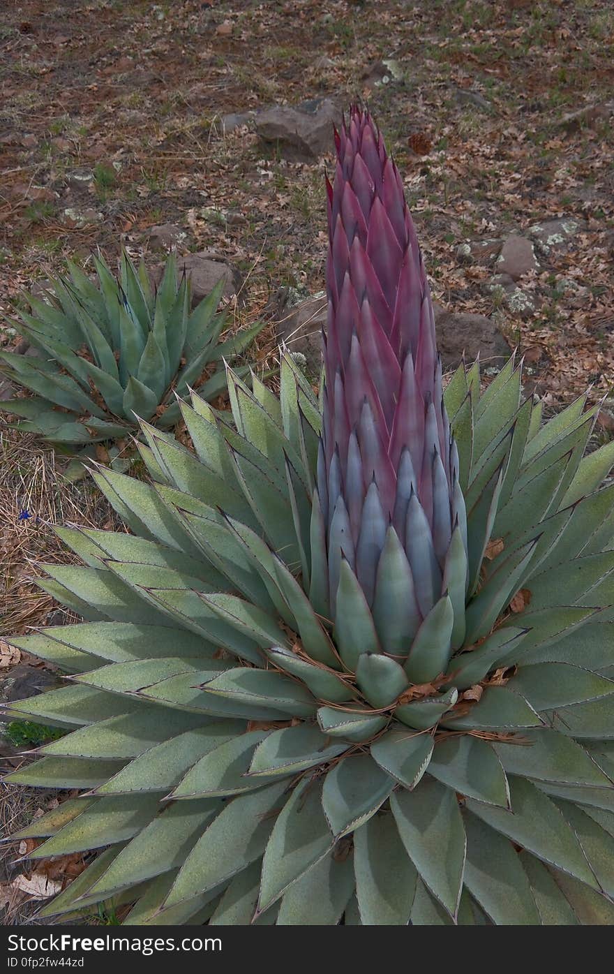 Century plant preparing to bloom. We headed out of Flagstaff down Woody Mountain Road for a week of camping and day hiking around the Rattlesnake Mesa area. The area is north of Sedona&#x27;s Secret Canyon, on top of the Mogollon Rim. There are several trails, mostly unmaintained, heading along or off the edge of the Rim. For the first day&#x27;s hike, we headed for FS Trail #9, which heads across Little Round Mountain and along the Rim around South Pocket... Read the blog entry for this hike