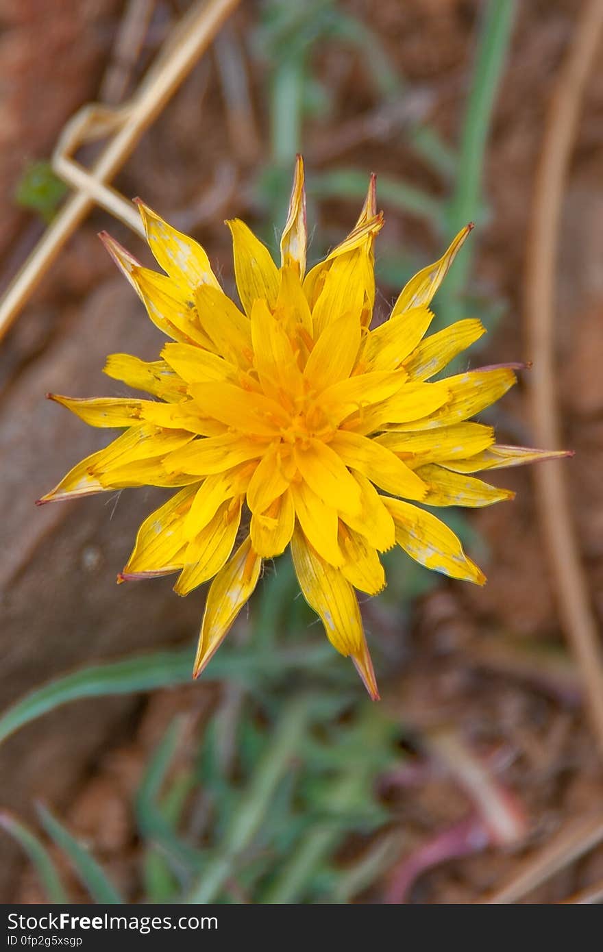 Wildflower. We headed out of Flagstaff down Woody Mountain Road for a week of camping and day hiking around the Rattlesnake Mesa area. The area is north of Sedona&#x27;s Secret Canyon, on top of the Mogollon Rim. There are several trails, mostly unmaintained, heading along or off the edge of the Rim. For the first day&#x27;s hike, we headed for FS Trail #9, which heads across Little Round Mountain and along the Rim around South Pocket... Read the blog entry for this hike